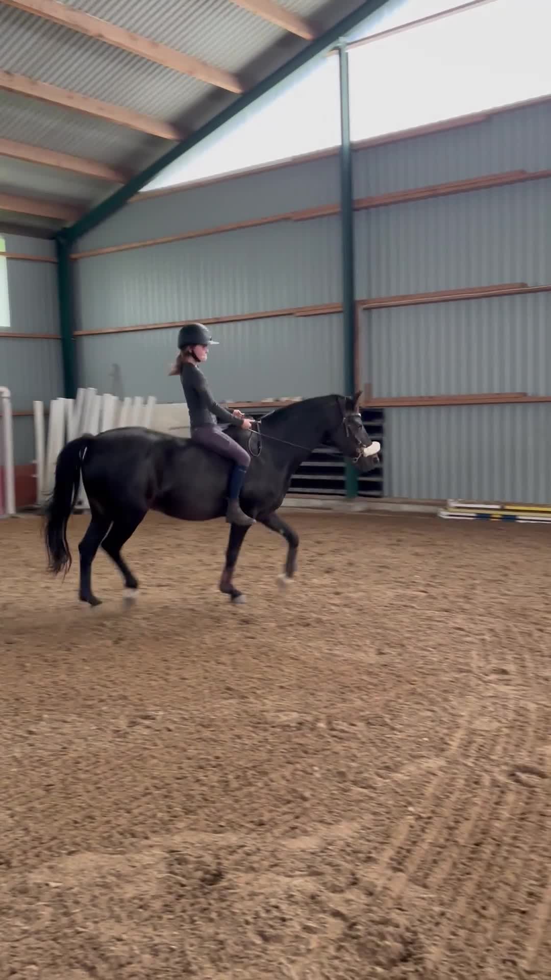 Allround hästar till salu: Läromästare - Video 1