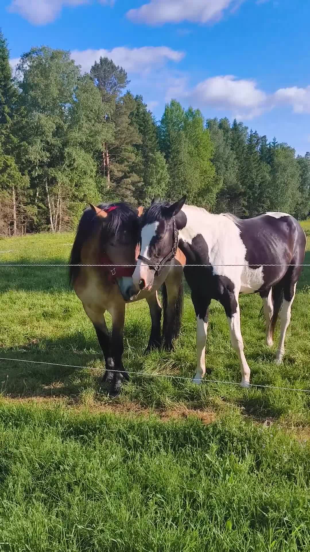 Allround hästar till salu: Snäll och rar häst i liten förpackning  - Video 1