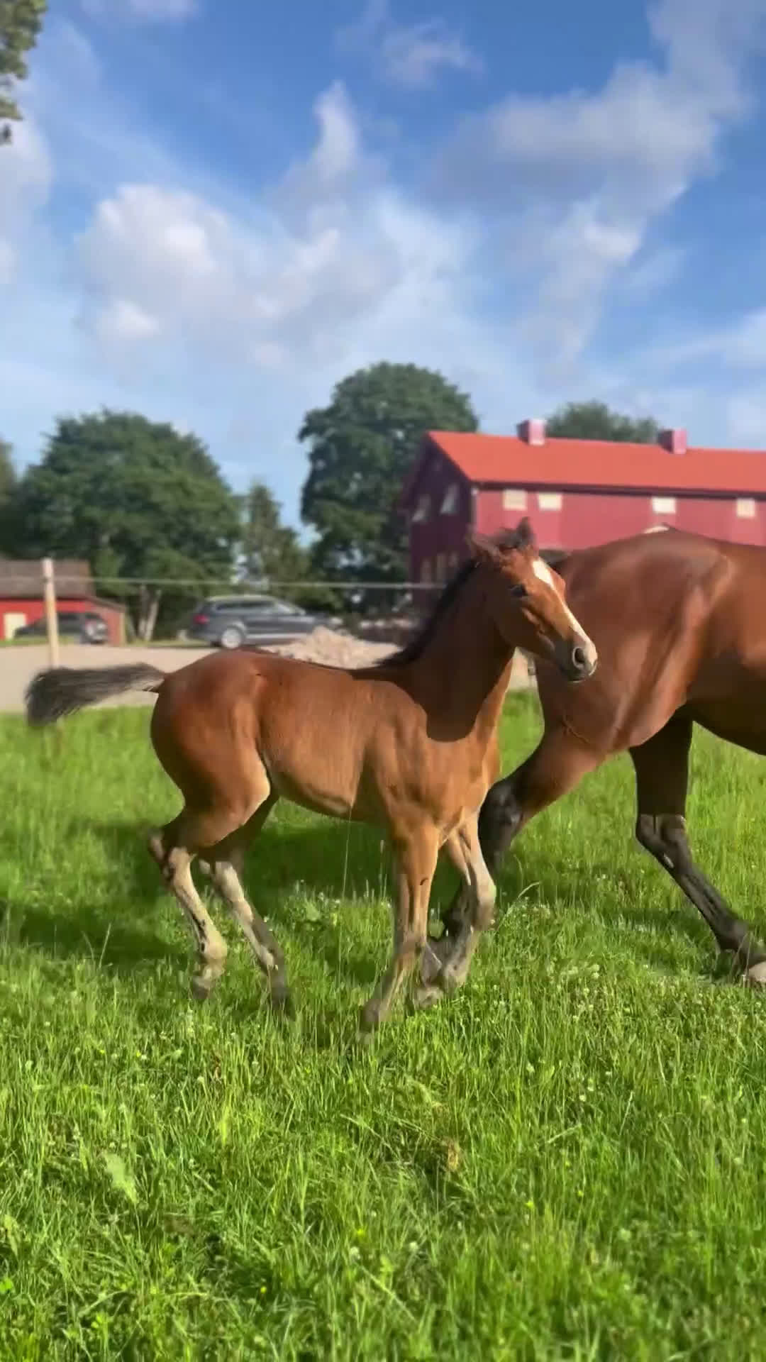 Allround hästar till salu: Framtida tävlingsponny med Galouetblod ⭐️ i Gislaved - Video 1