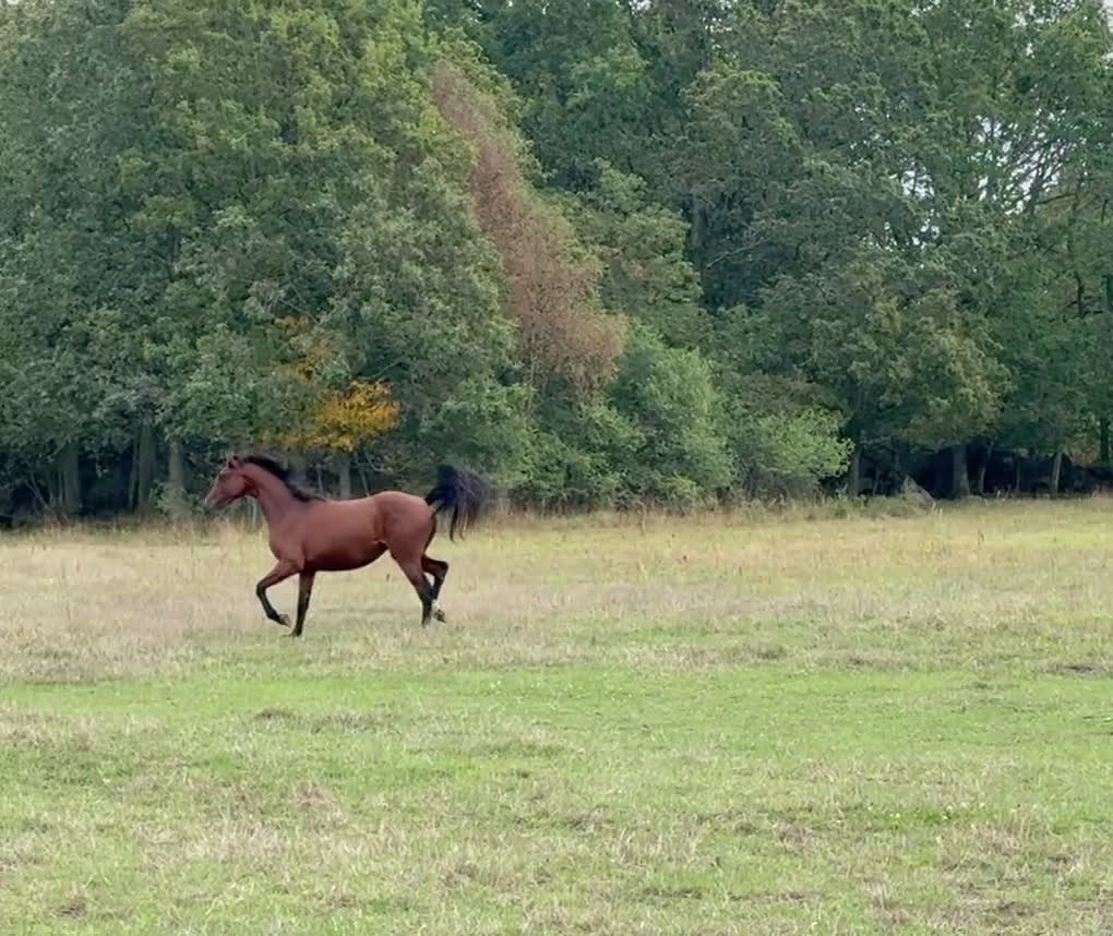 Hoppning hästar till salu: Lovande ungsto i Sölvesborg - Video 1
