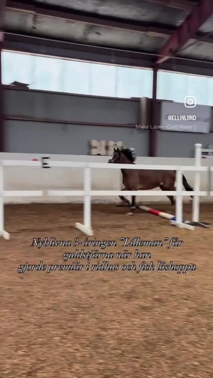 Allround hästar till salu: Drömläge - Video 4