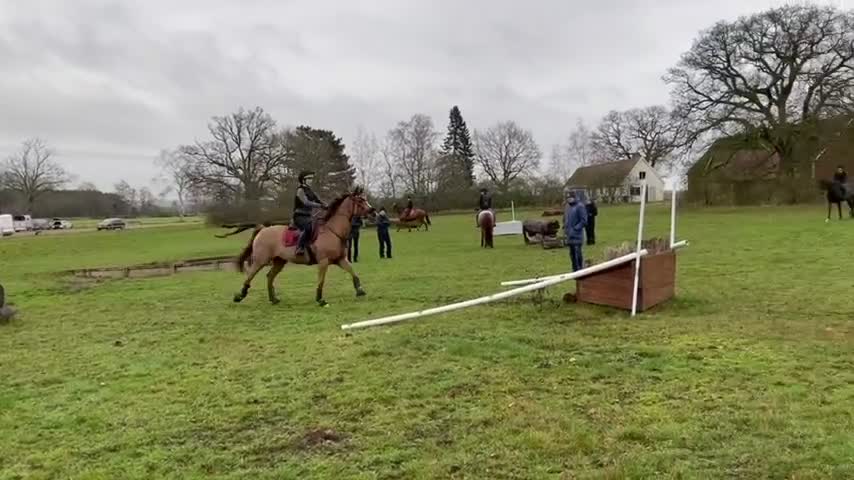 Avelshästar hästar till salu: Superfint avelssto med bra stam  - Video 1