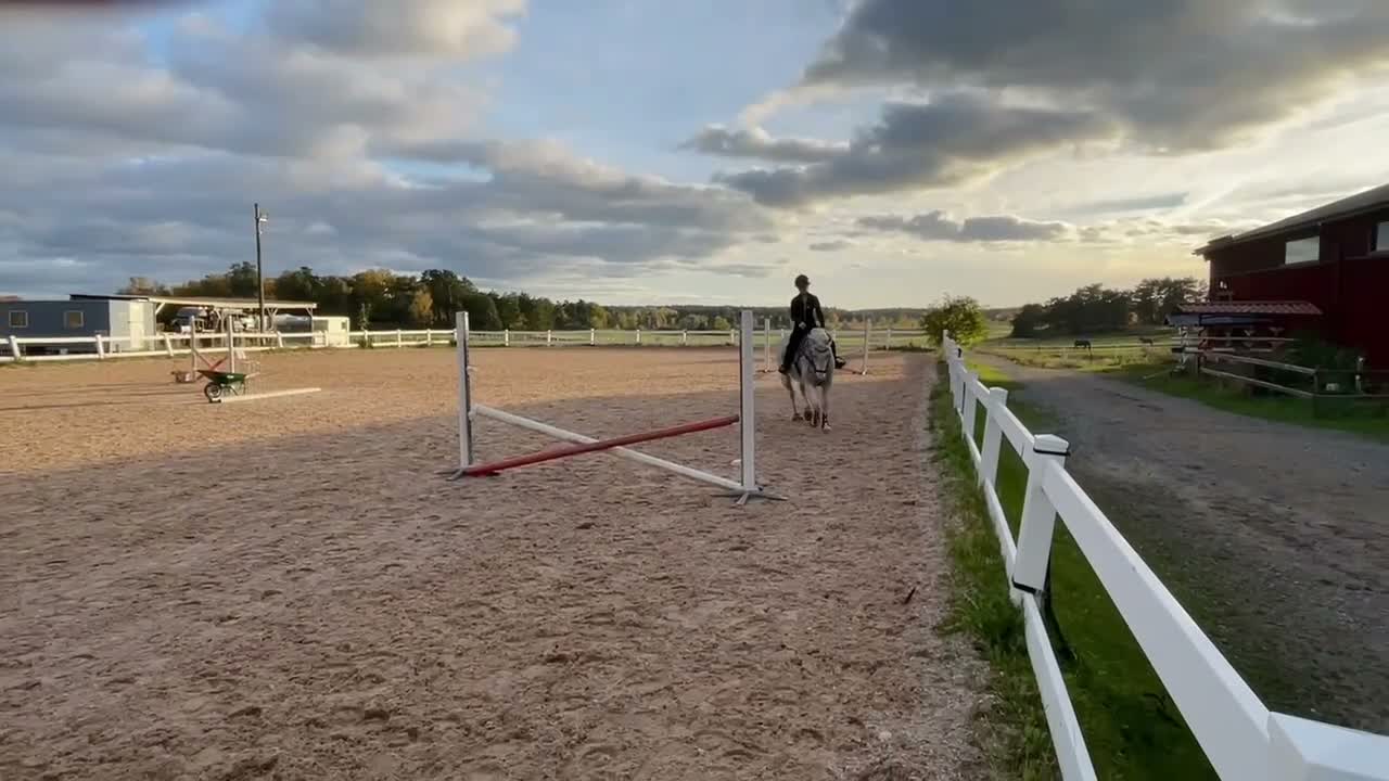 Hoppning hästar till salu: Perfekta första hästen, läromästare - Video 1