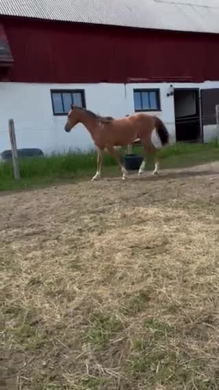Allround hästar till salu: Welsh partbred - Video 3