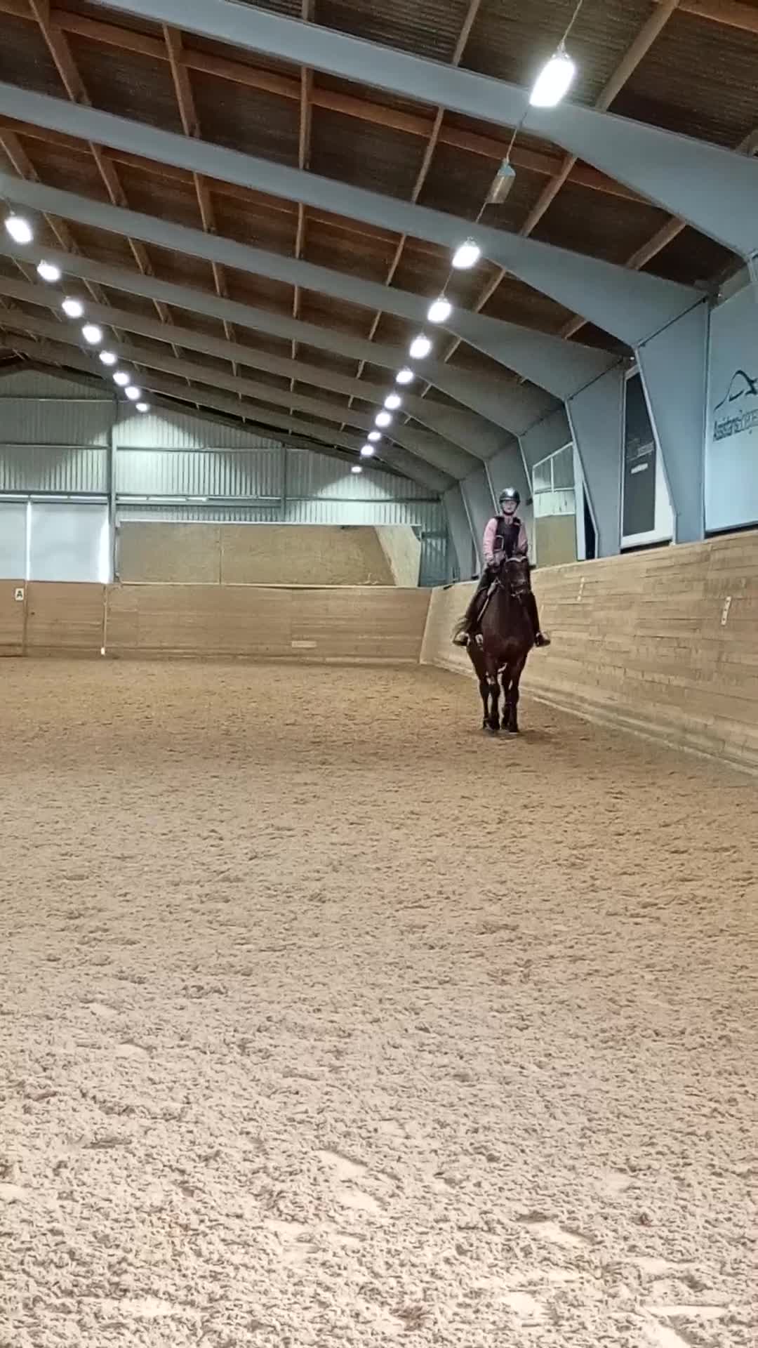 Allround hästar till salu: Välutbildad och trygg, i behov av rehab - Video 1