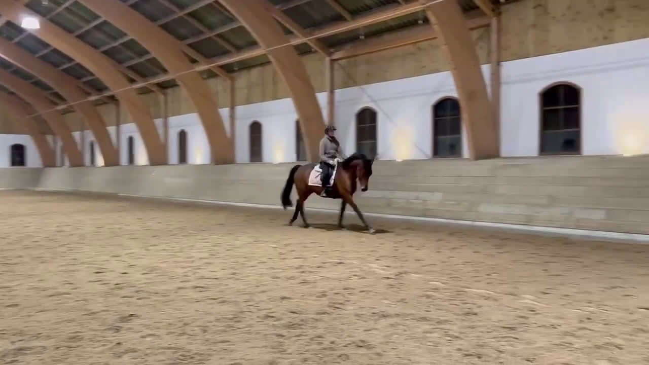 Allround hästar till salu: Trevligt sto - Video 1