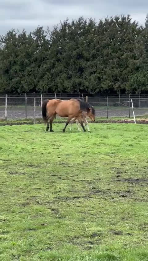 Allround hästar till salu: Kigermustang hingstföl -26 - Video 1