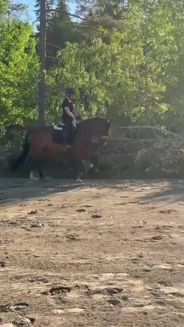 Dressyr hästar till salu: Härlig 6-åring med dressyrstam! - Video 1