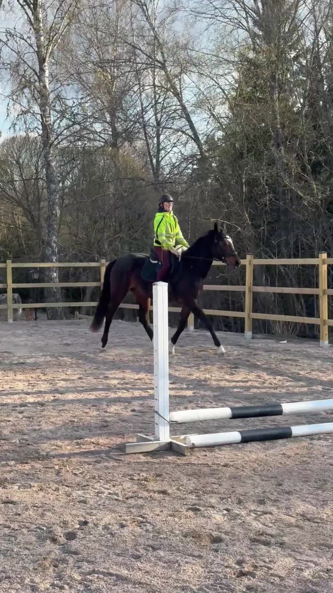 Allround hästar till salu: Väldigt trevlig unghäst i Vetlanda - Video 5