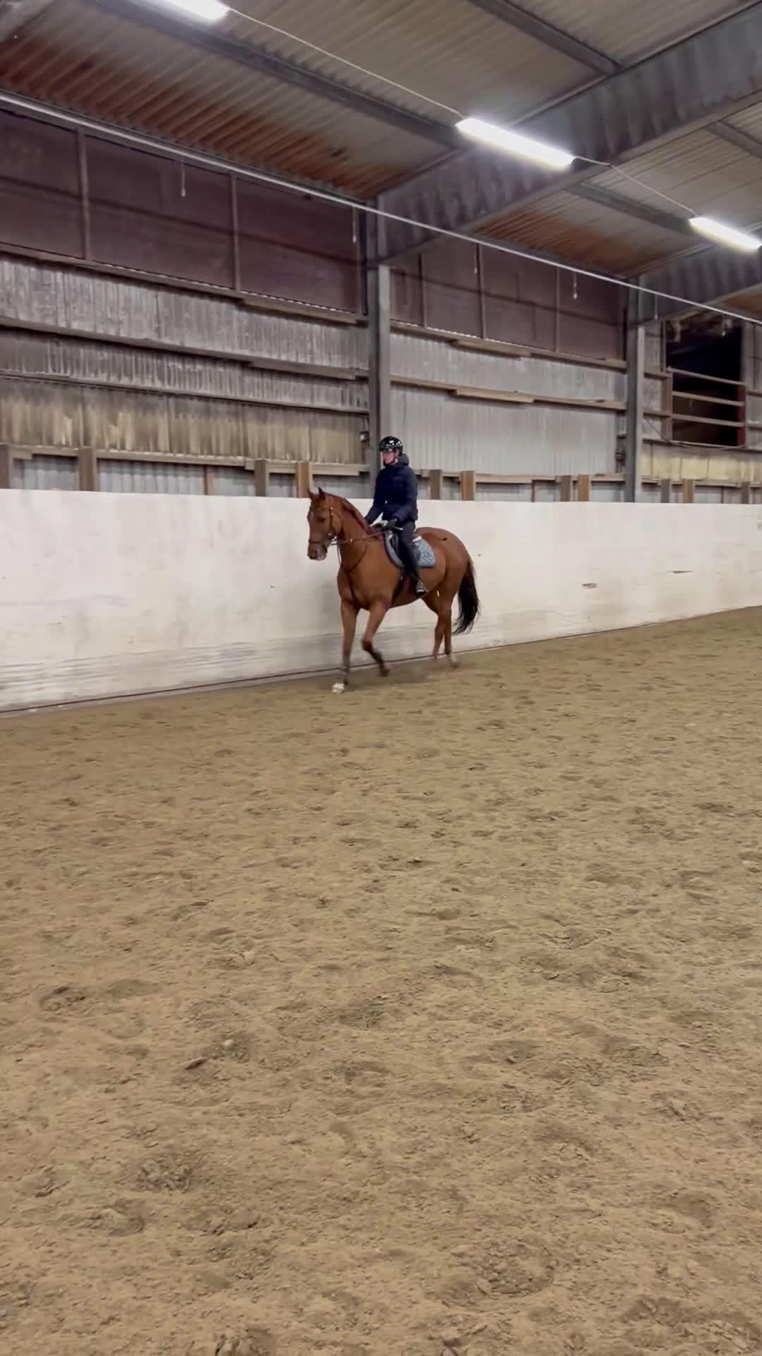 Allround hästar till salu: Fantastisk allroundhäst av lättare typ i Växjö - Video 5