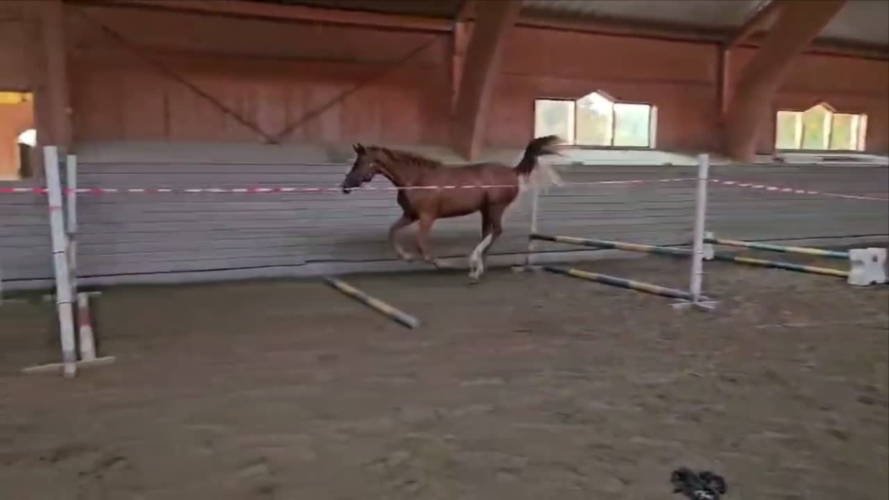 Hoppning hästar till salu: Snygg kille för framtiden!  - Video 1