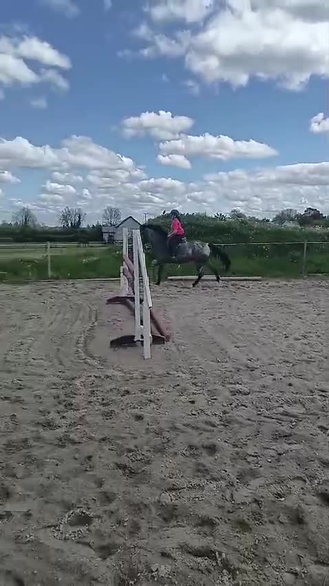 Hoppning hästar till salu: Ljuvlig 5åring 🌸 - Video 3