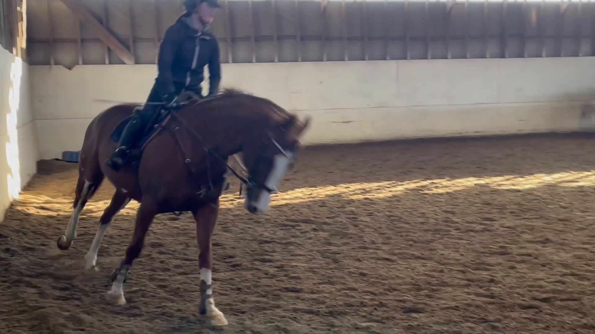 Allround hästar till salu: Trevlig valack i Umeå - Video 2