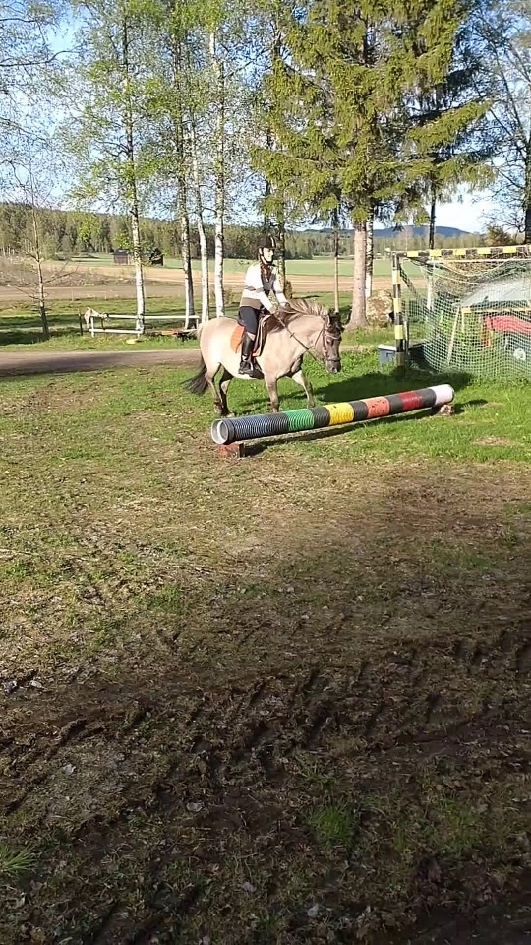 Körning hästar till salu: Charmig ponny till tuff ryttare! - Video 2