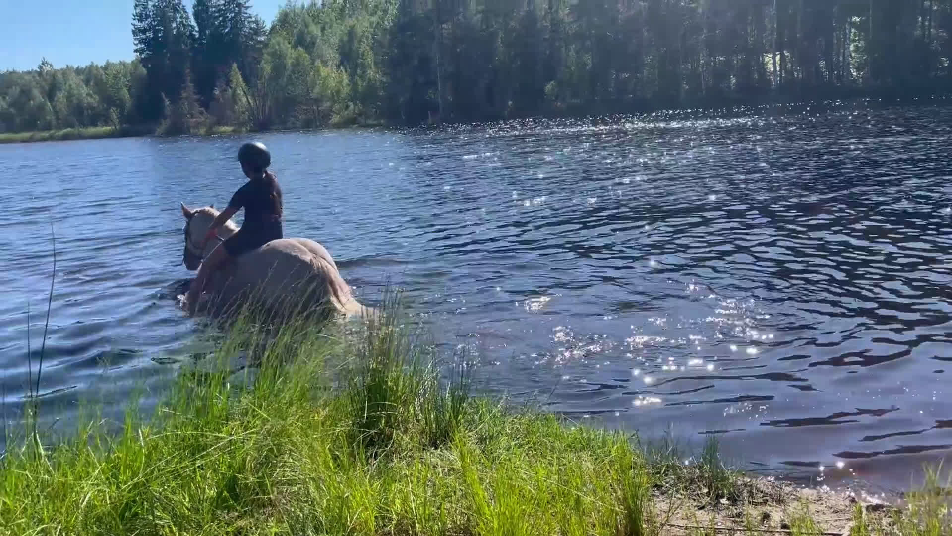 Allround hästar till salu: Snäll B-ponny i Kolmården - Video 1