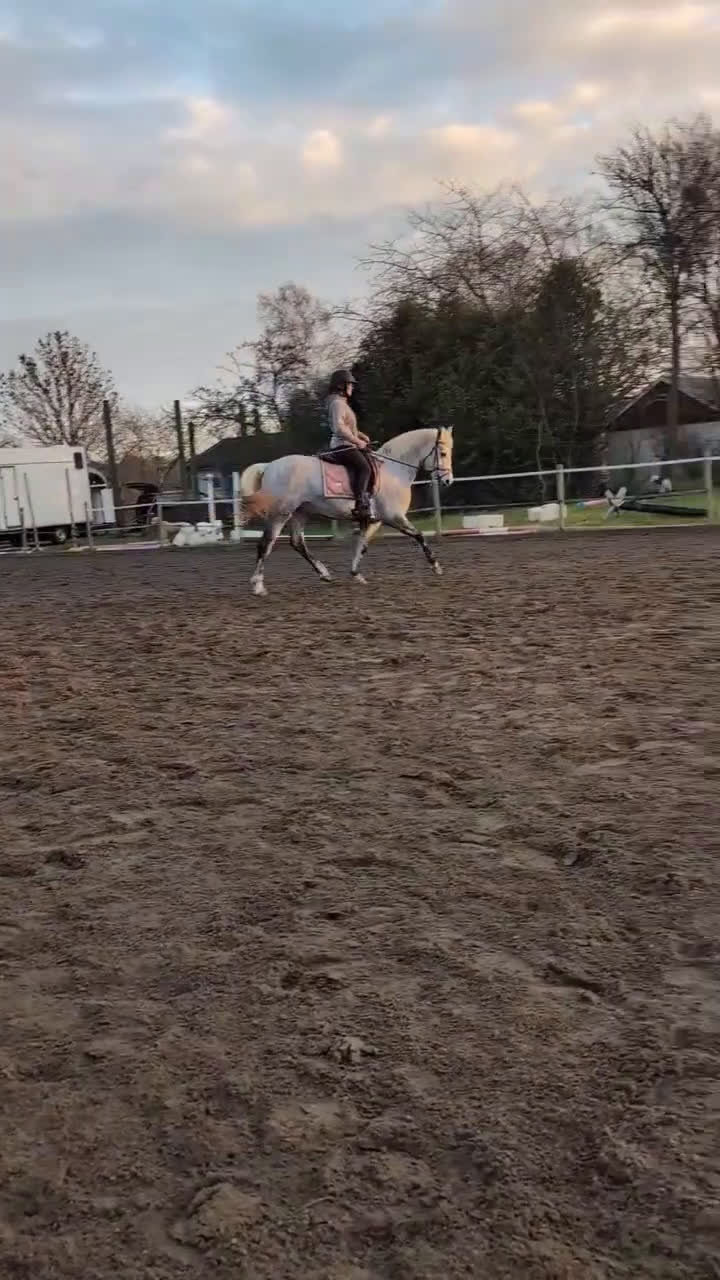 Hoppning hästar till salu: Drömponny 🌟  - Video 2