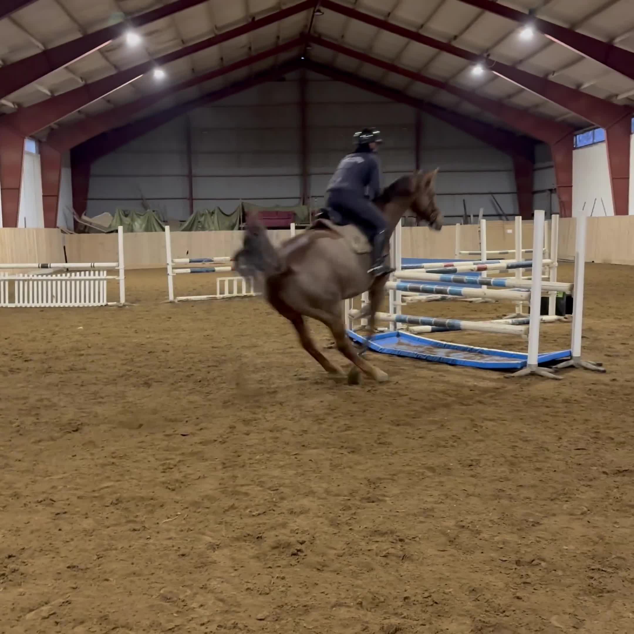 Allround hästar till salu: Lyxig allroundhäst - Video 1