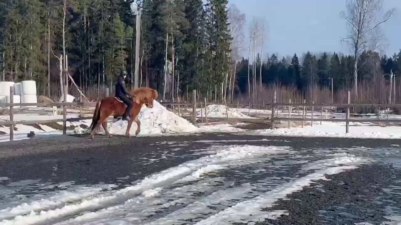 Island hästar till salu: Trevlig fyrgångs valack - Video 4