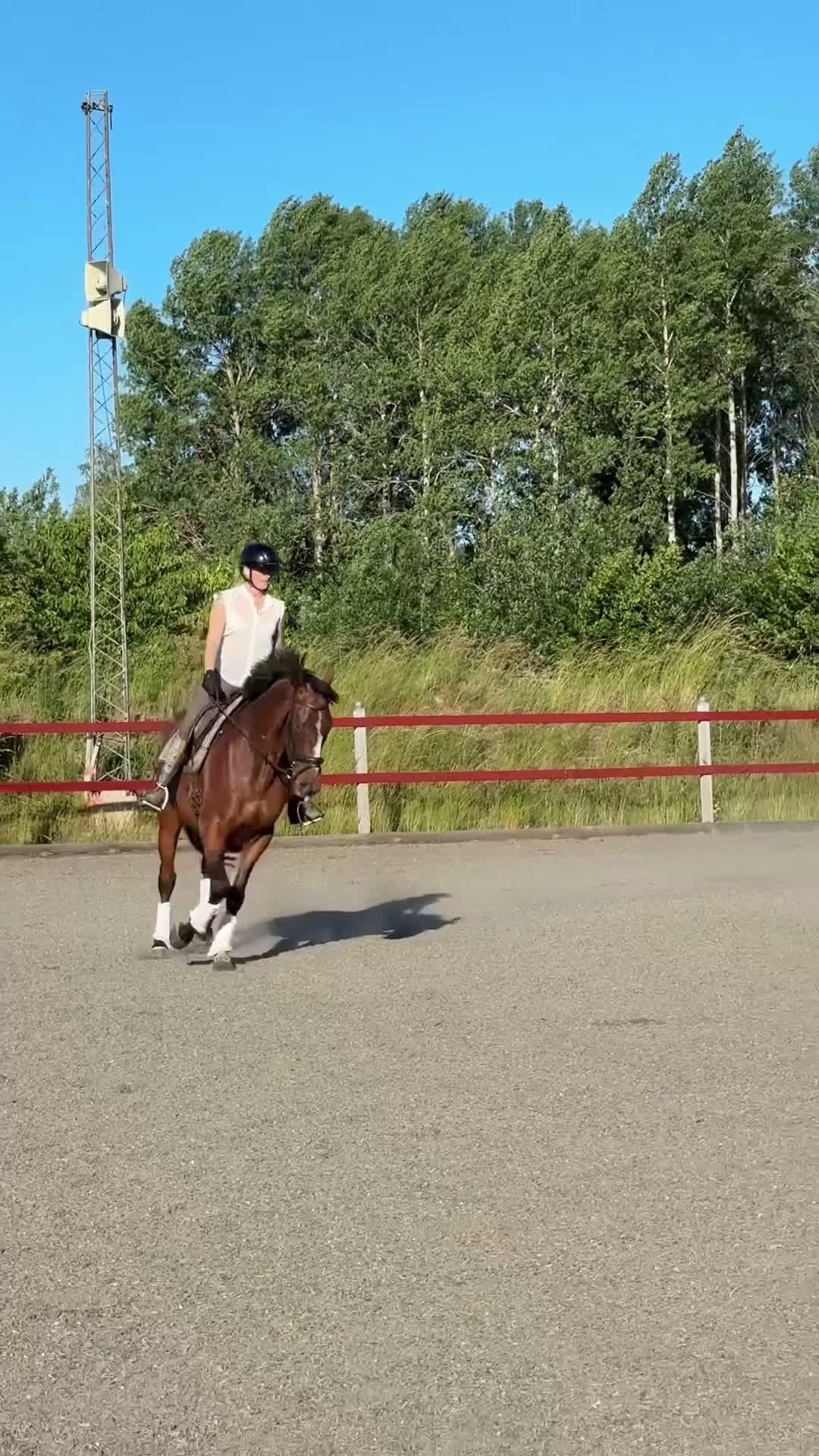 Allround hästar till salu: Pigg och rolig hobbyhäst - Video 4