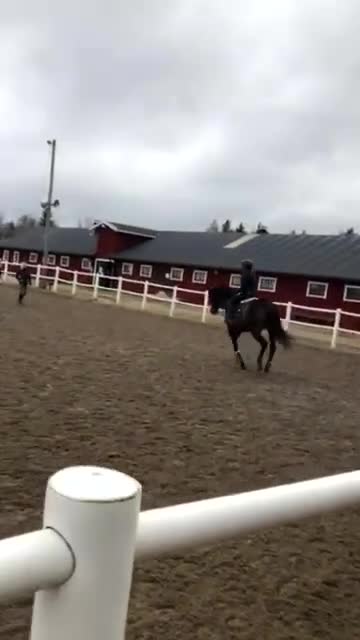 Allround hästar till salu: En bästa vän  - Video 4