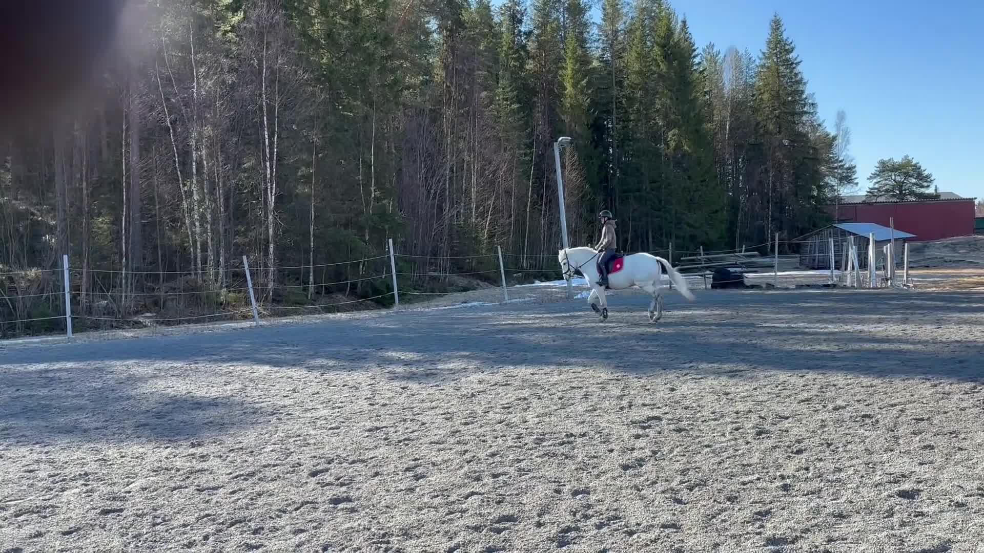 Allround hästar till salu: Trevlig C ponny  - Video 2