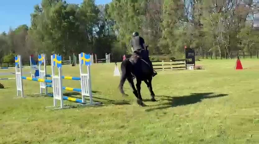 Hoppning hästar till salu: Högklassig Svart 4 årsvalack - Video 2