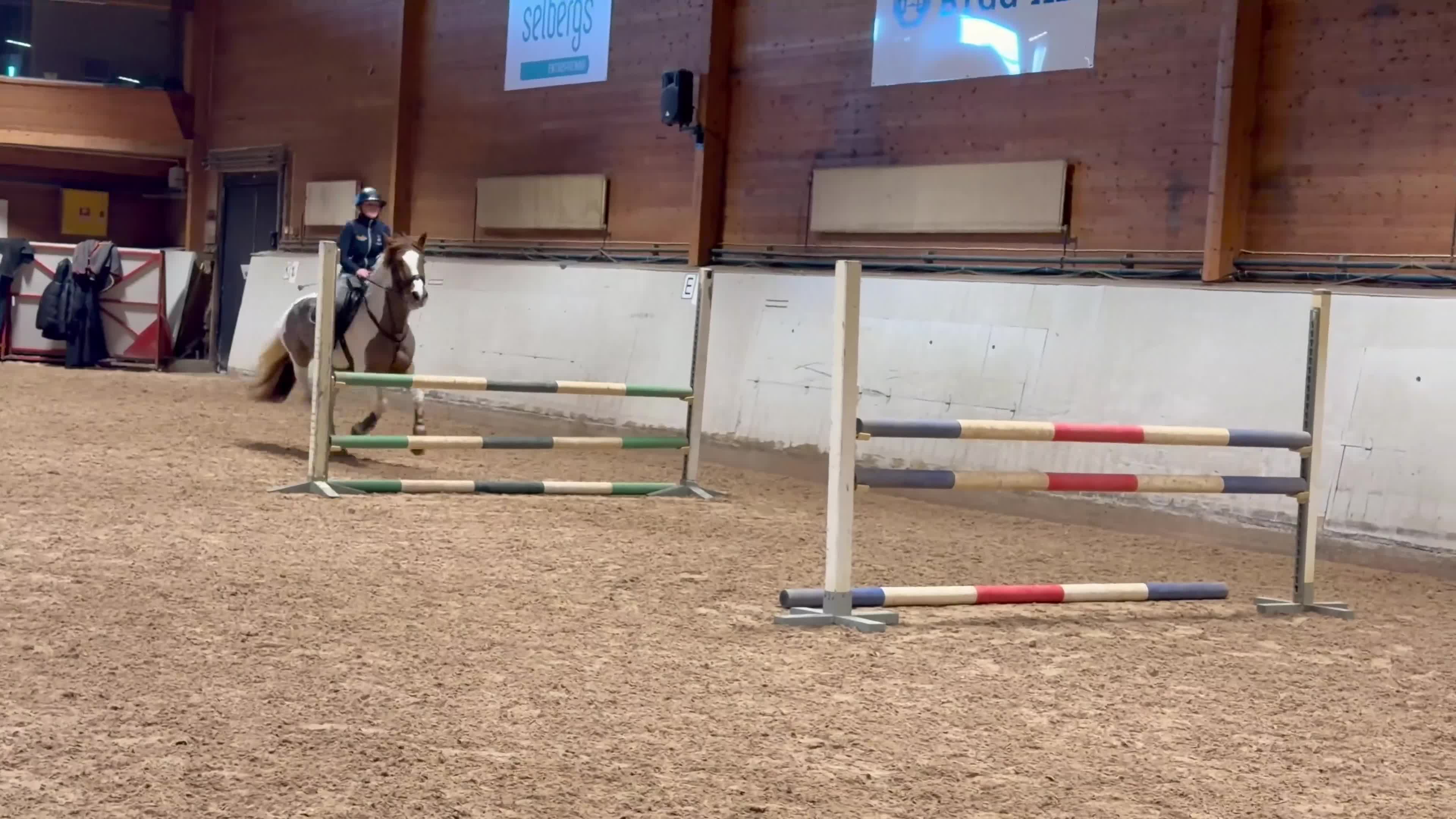 Allround hästar till salu: Charmig allroundvalack - Video 2
