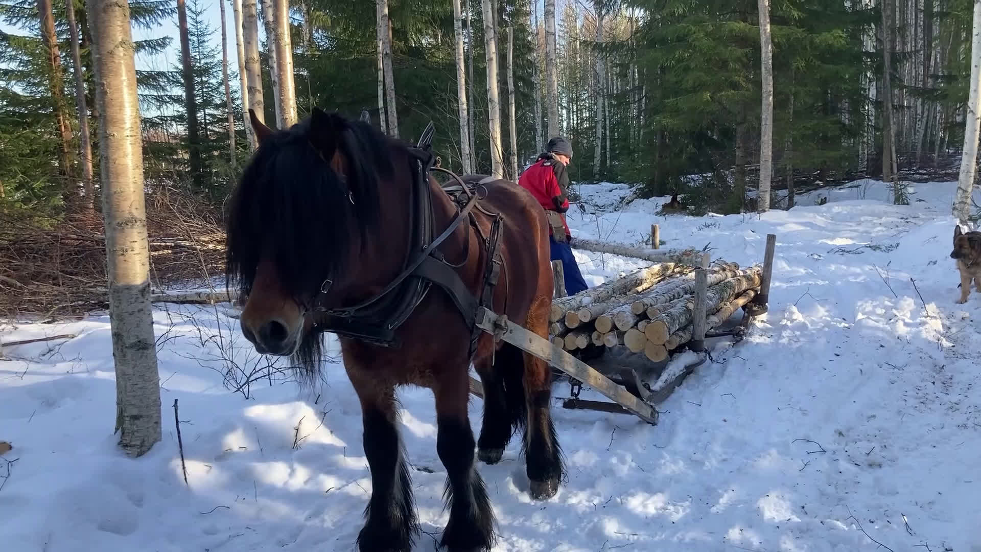 Allround hästar till salu: Nsv brukshingst säljes i Alfta - Video 3