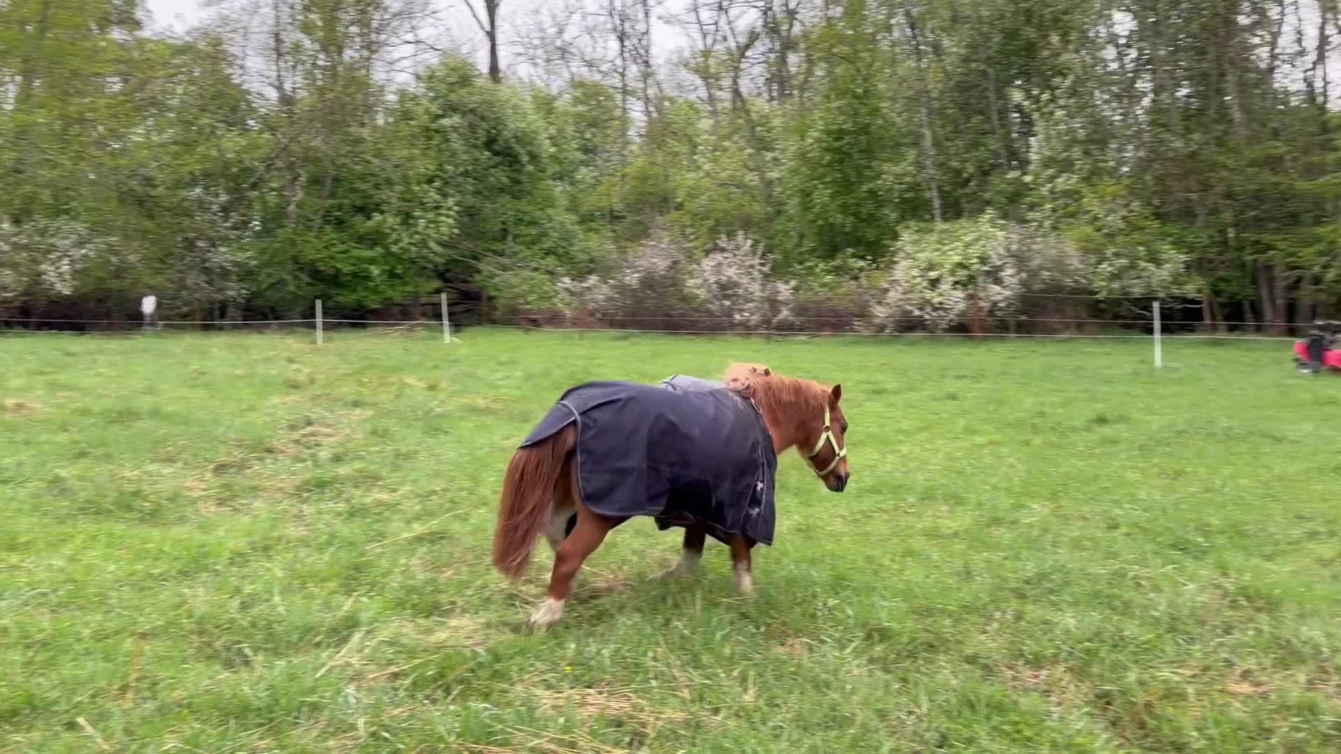  medryttarhäst finnes: Medryttare sökes till fantastisk Shettis ❤️ i Strängnäs - Video 1