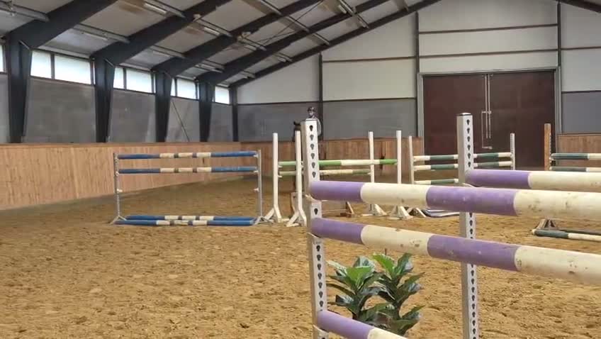 Allround hästar till salu: Fint sto  i Ystad - Video 1