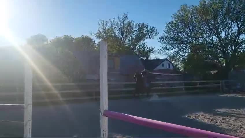 Allround hästar till salu: Sto med sammetblick - Video 2