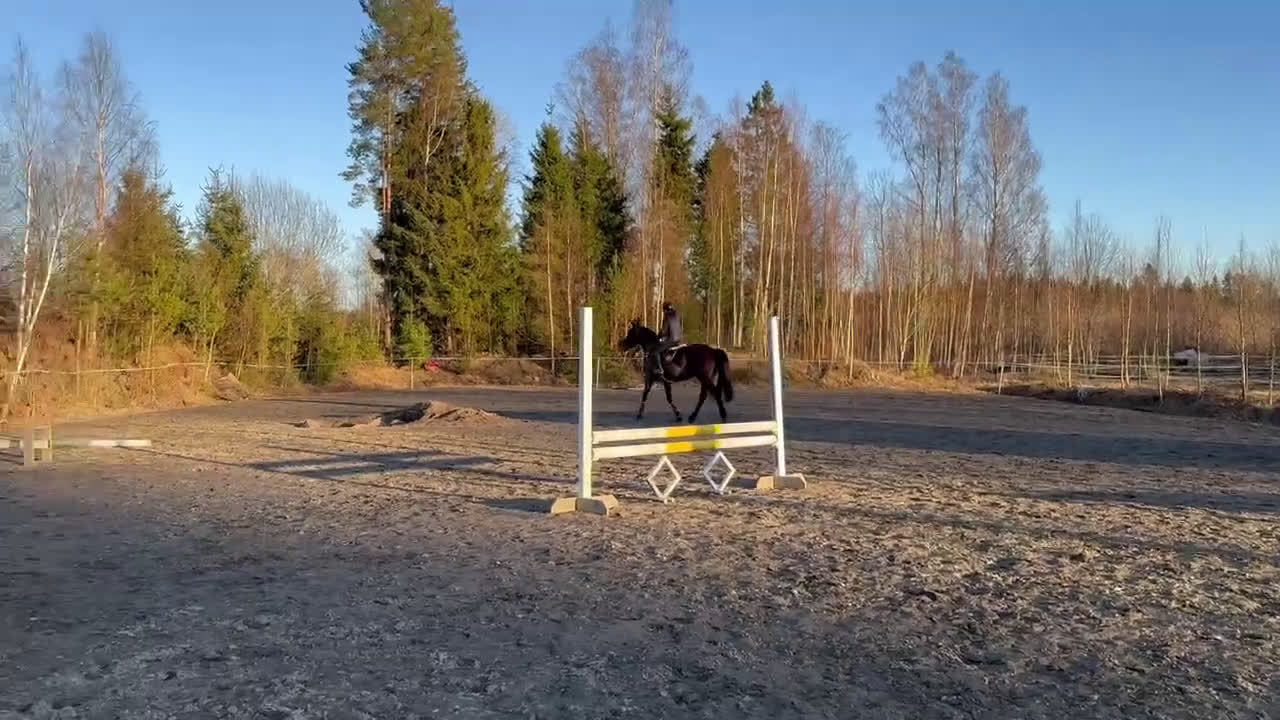  hästservice finnes: hästar för utbildning, träning och tävling.  - Video 2