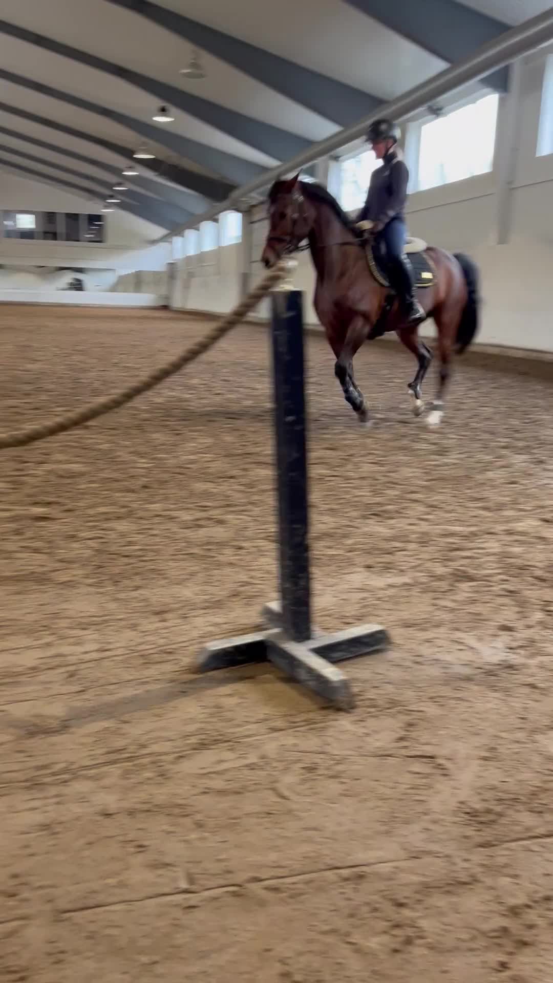 Hoppning hästar till salu: Toppstammad kvalitetsponny - Video 3