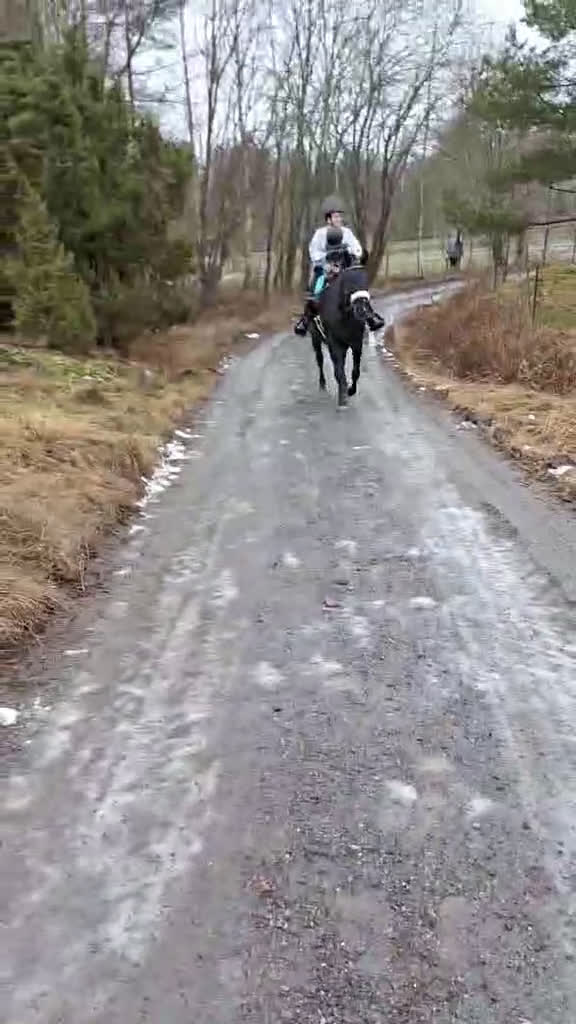 Allround hästar till salu: Världens finaste häst - Video 1