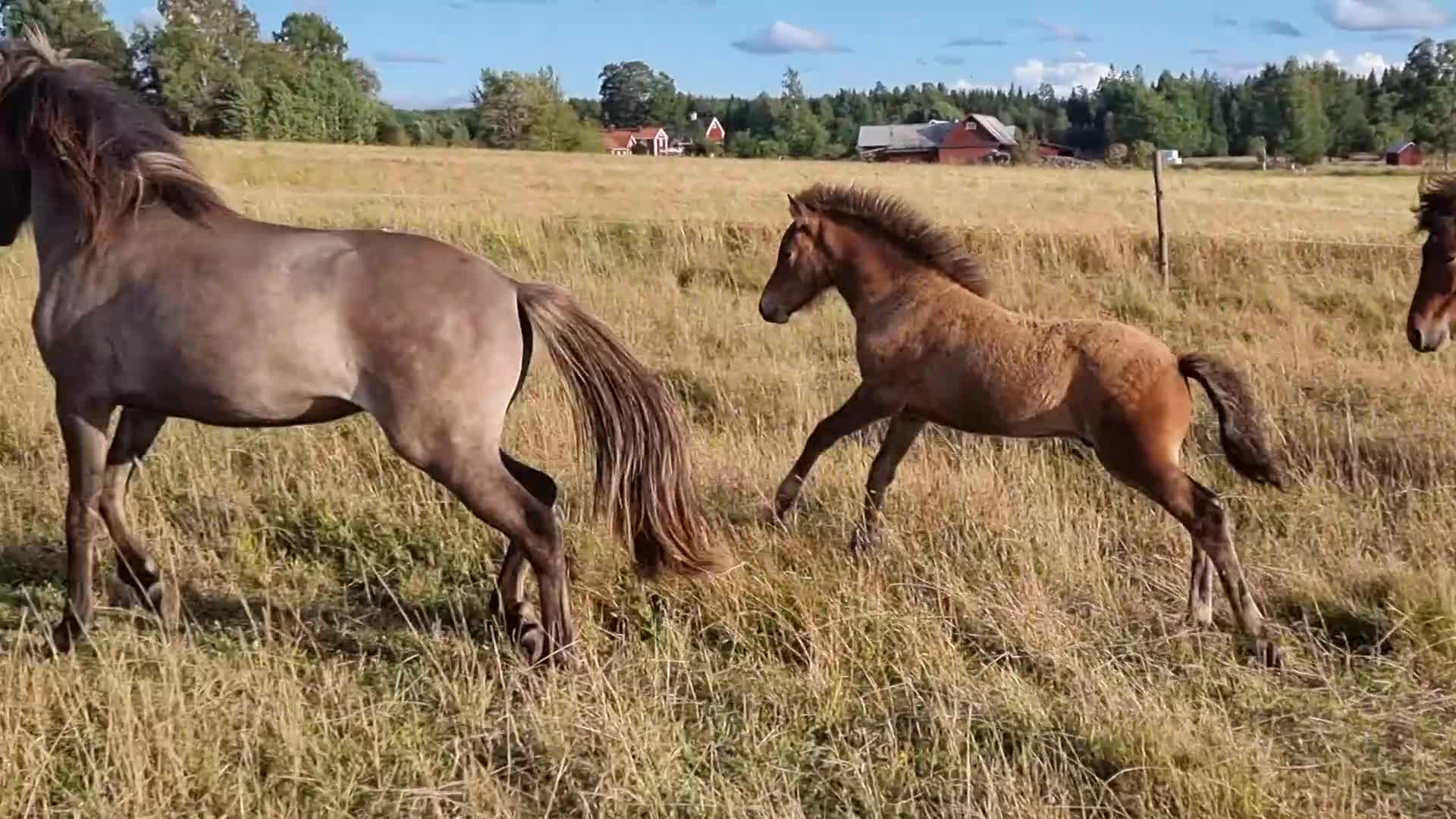 Island hästar till salu: Gangster från Eke Skattegård - Video 1