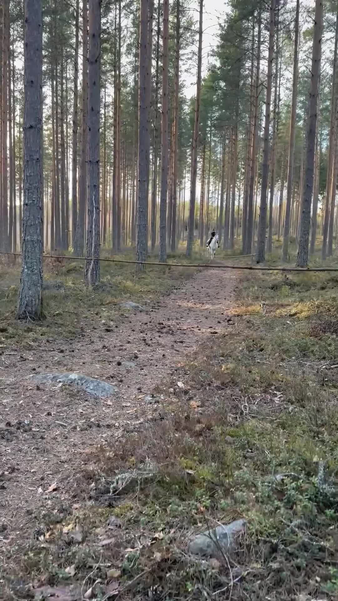 Allround hästar till salu: Maxat svenskfödd d-ponny sto  - Video 2