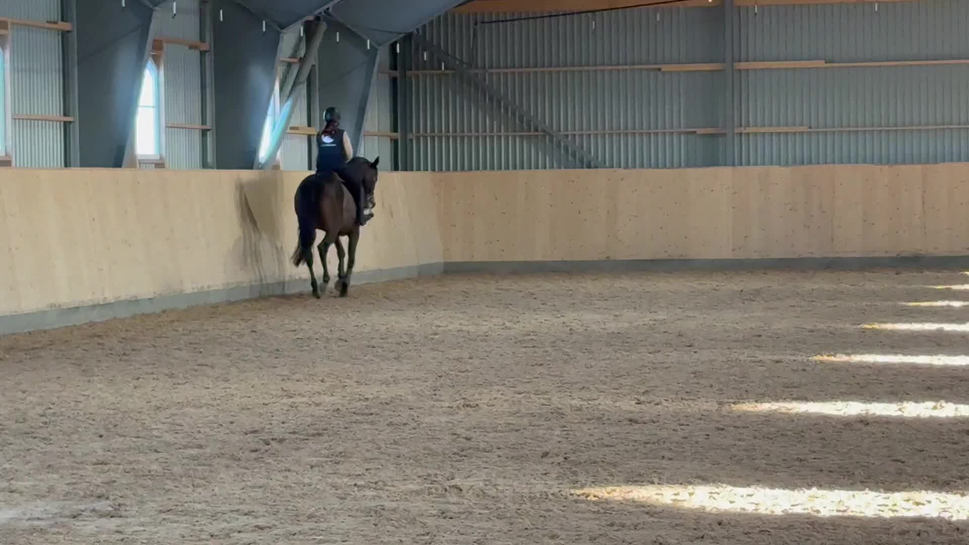 Hoppning hästar till salu: Hobby, hoppning eller fälttävlan ? - Video 2