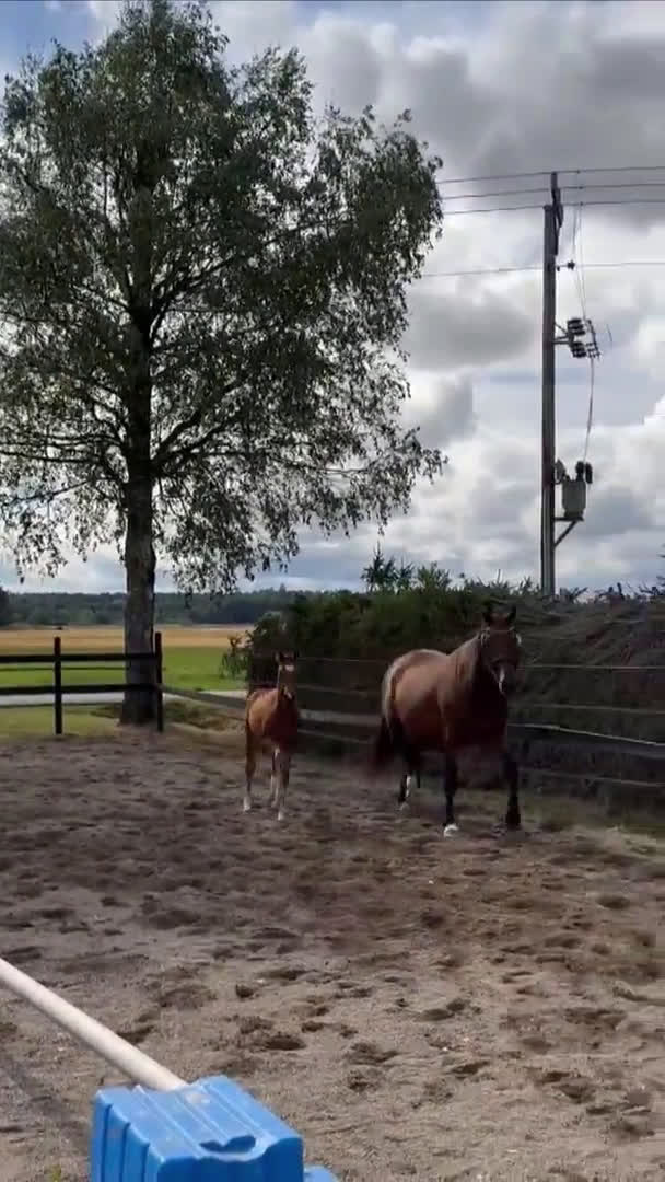 Dressyr hästar till salu: Valack e. Raccon född 2024 i Ransta - Video 1