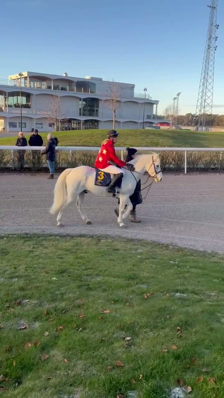 Allround hästar till salu: Förstaklass Connemara med fin stam - Video 1