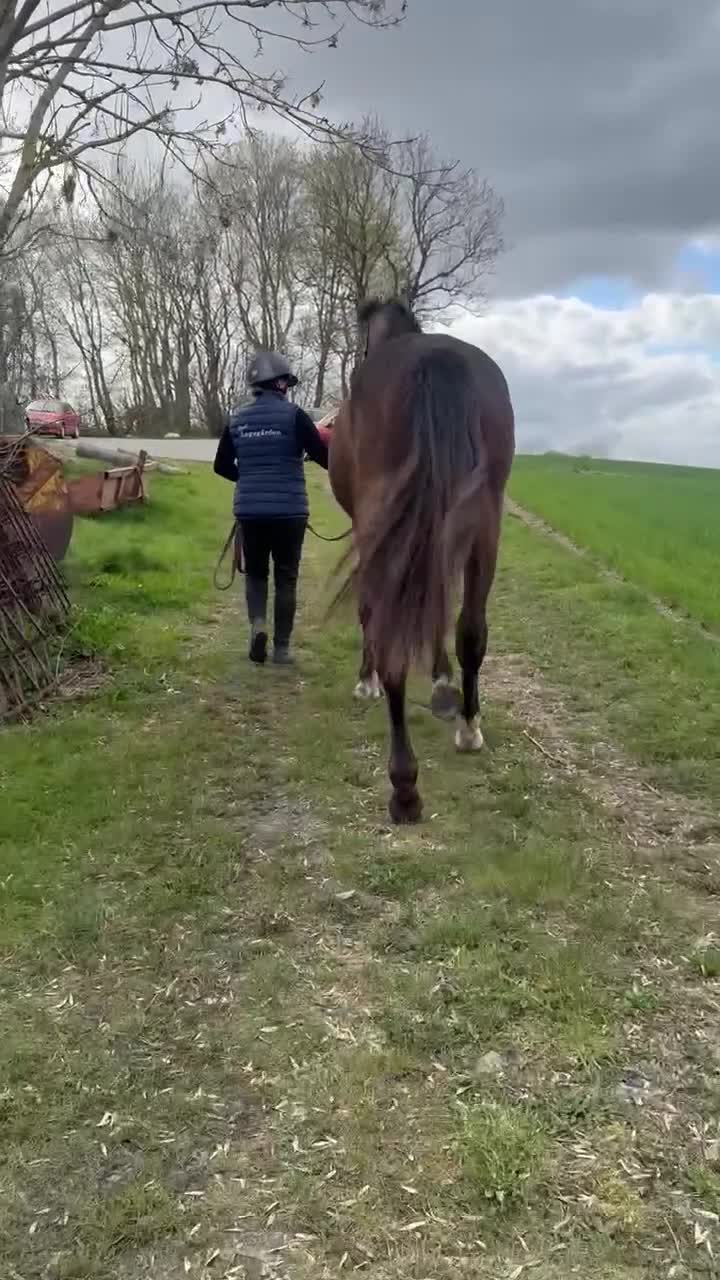 Hoppning hästar till salu: Snäll unghäst med riktigt bra hoppstam - Video 1