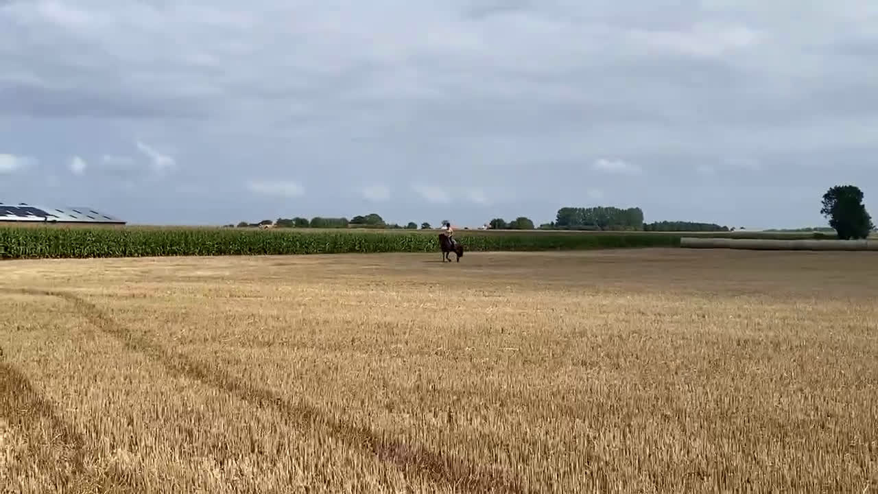 Allround hästar till salu: Positiv allroundhäst i Höllviken - Video 1