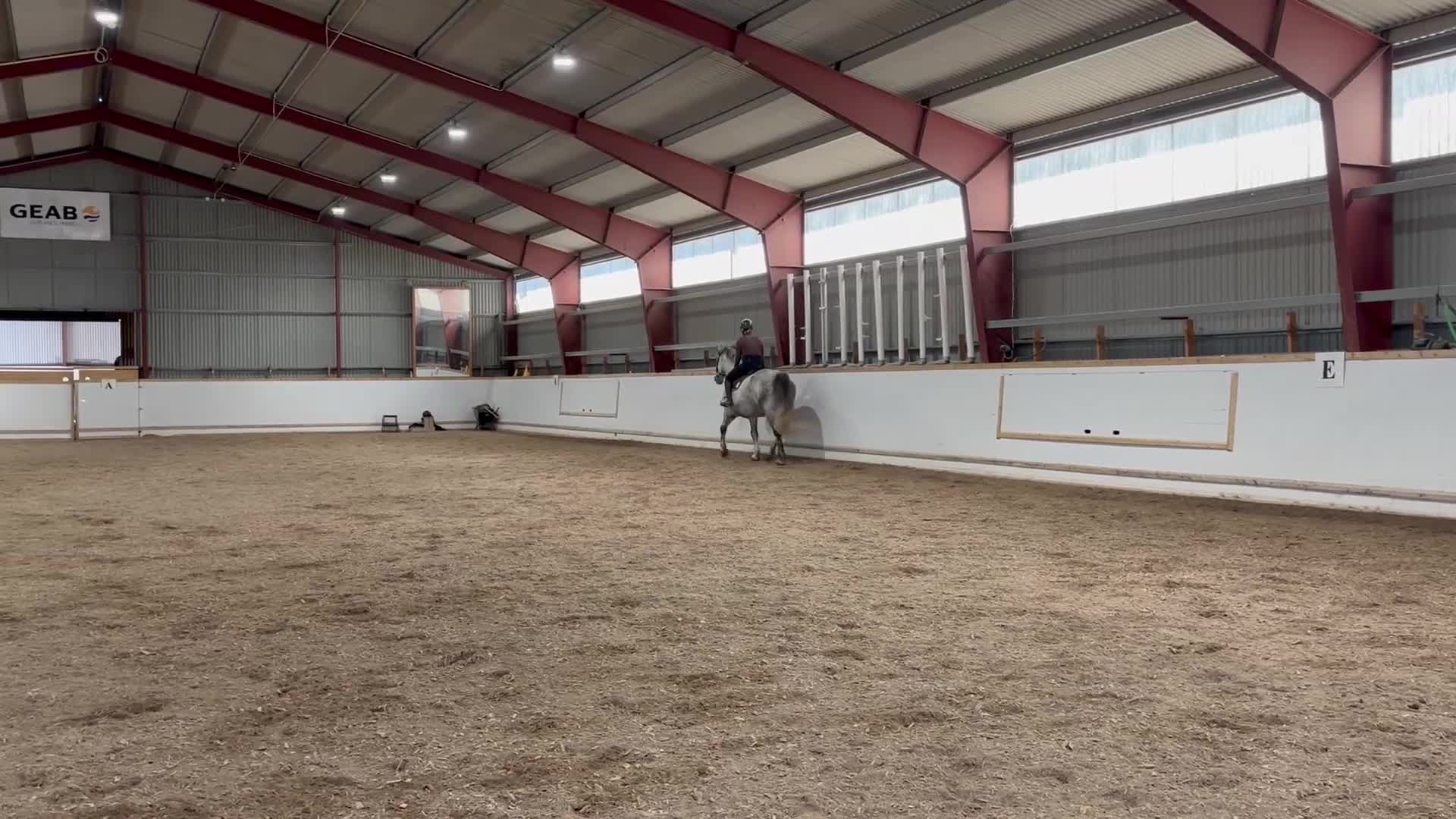 Allround hästar till salu: Jumbo söker nytt hem - Video 2