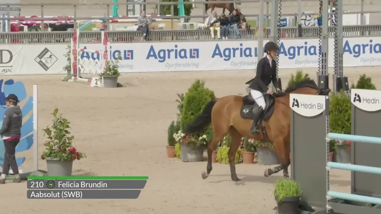Hoppning hästar till salu: Fin valack!  - Video 1