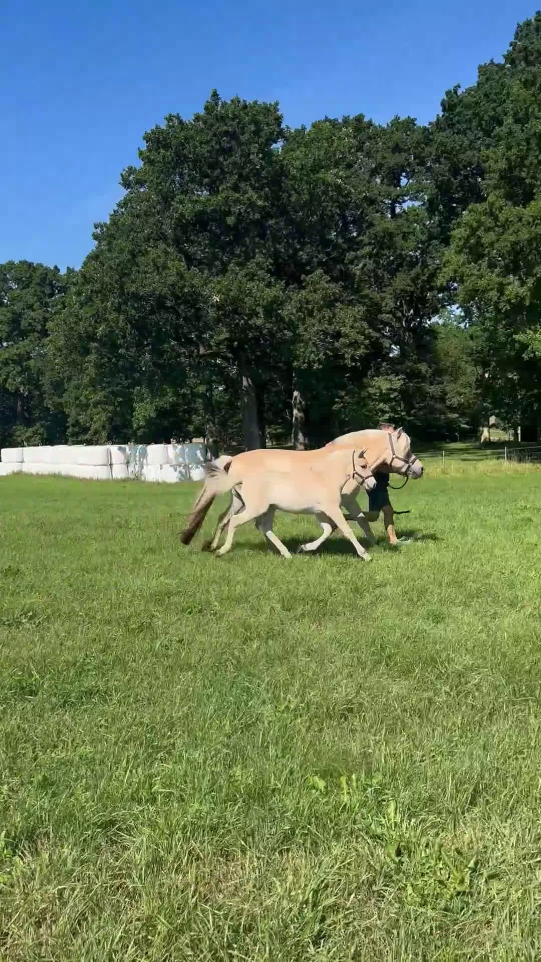 Allround hästar till salu: Stoföl med fin stam i Klippan - Video 2