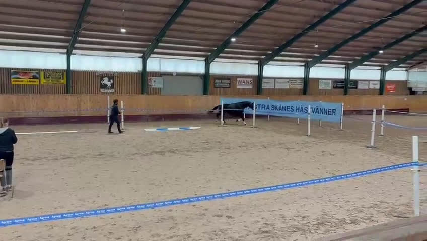 Dressyr hästar till salu: 3 års sto med unik stostam (76) för toppen! i Helsingborg - Video 2