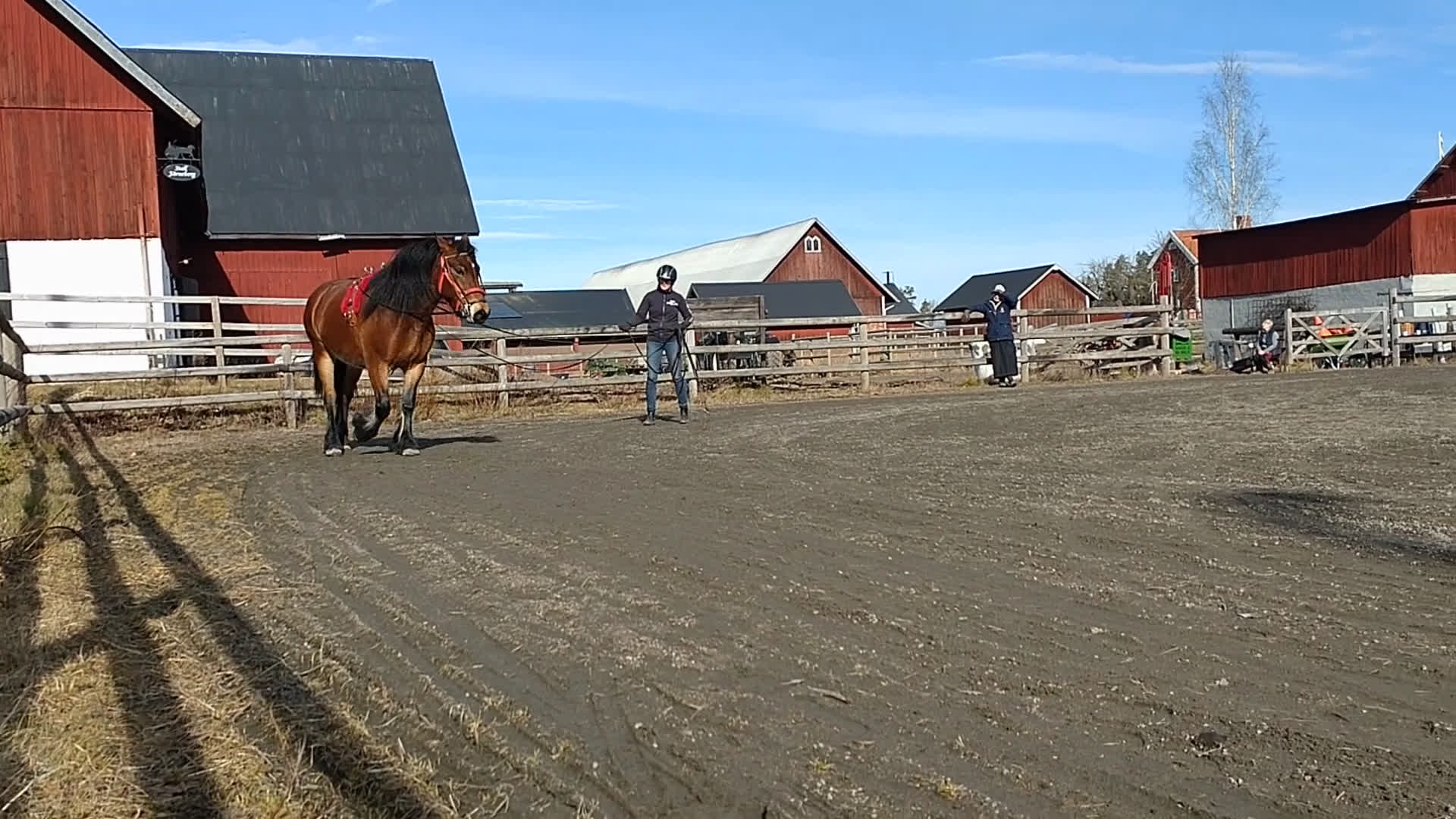 Allround hästar till salu: Fantastiskt allroundhäst  i Töreboda - Video 3