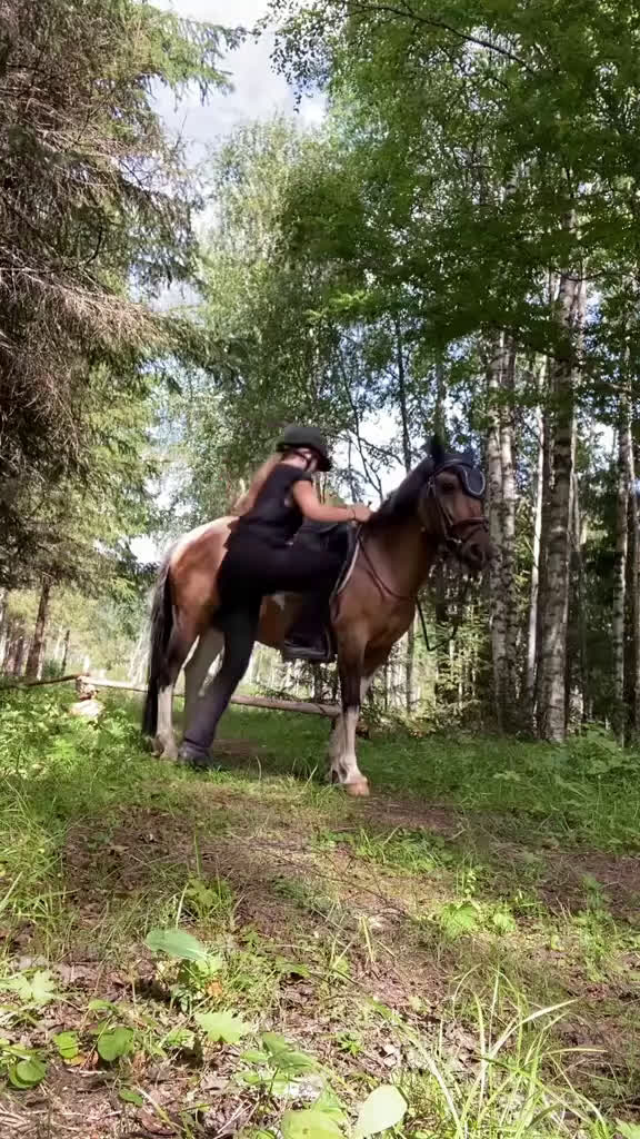 Allround hästar till salu: Ett fint sto med hjärtat av guld  i Härnösand - Video 1