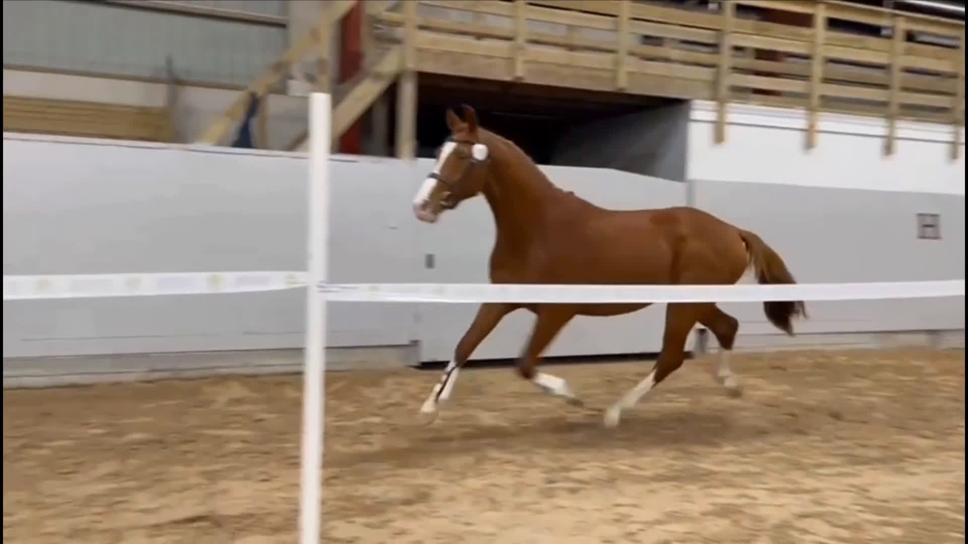 Allround hästar till salu: Unghäst - Video 3