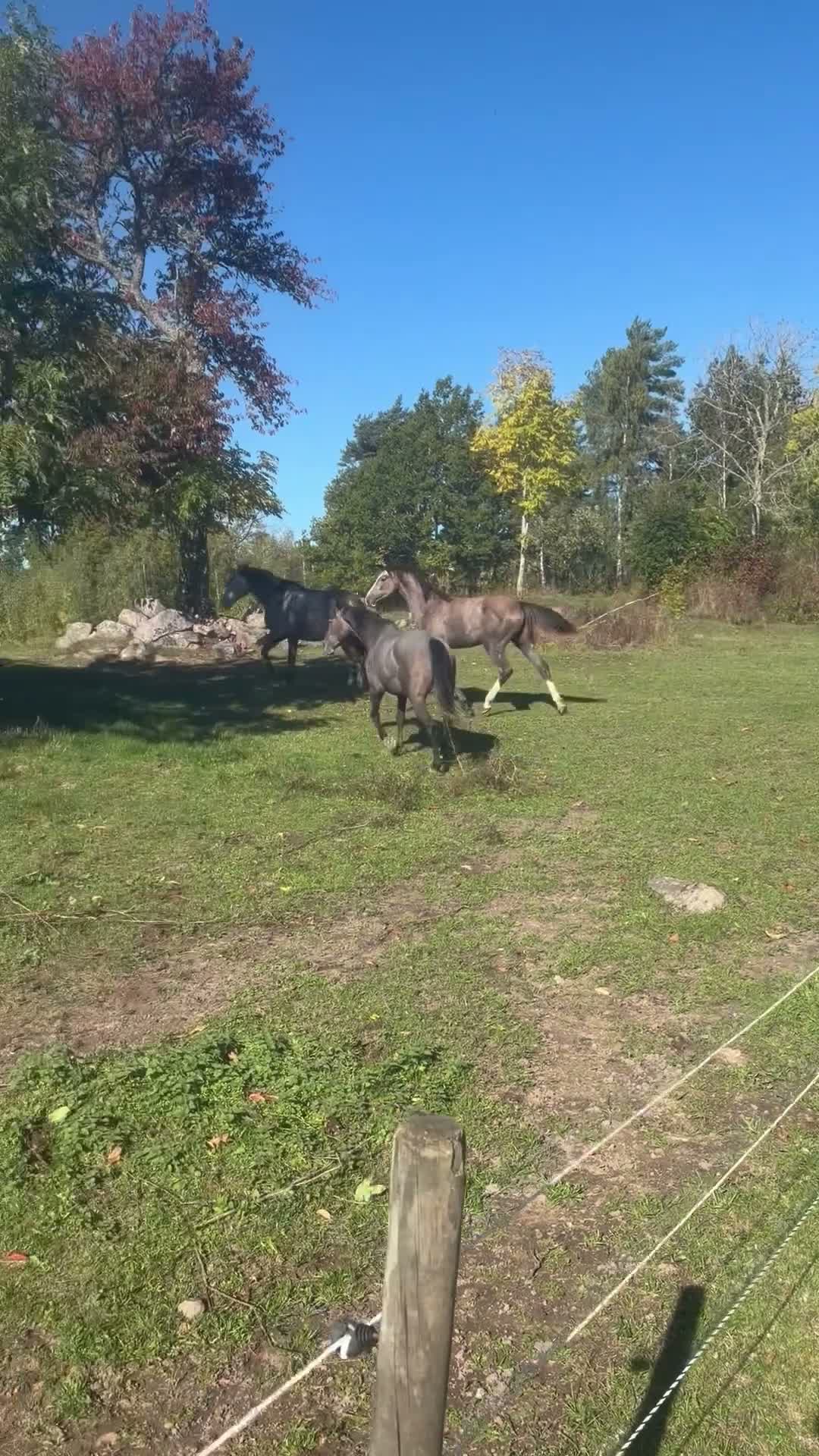 Avelshästar hästar till salu: Bedårande sto för framtiden - Video 2