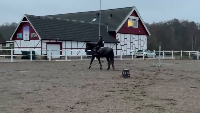 Hoppning hästar till salu: *Resarverad *uppdaterad* 3 årig valack i Båstad - Video 2